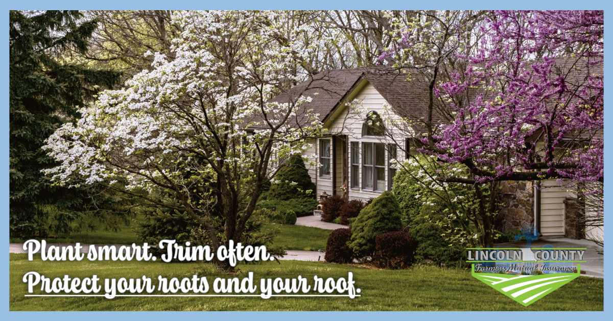 Read more about the article Planting Trees with Confidence: A Missouri Homeowner’s Guide to Growth and Coverage